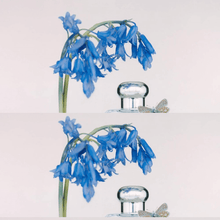 Load image into Gallery viewer, Jo Malone Wild Bluebell EDC 100ml | hebeloft