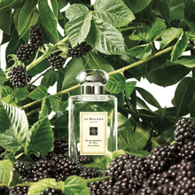 Load image into Gallery viewer, Jo Malone Blackberry & Bay EDC 100ml | hebeloft
