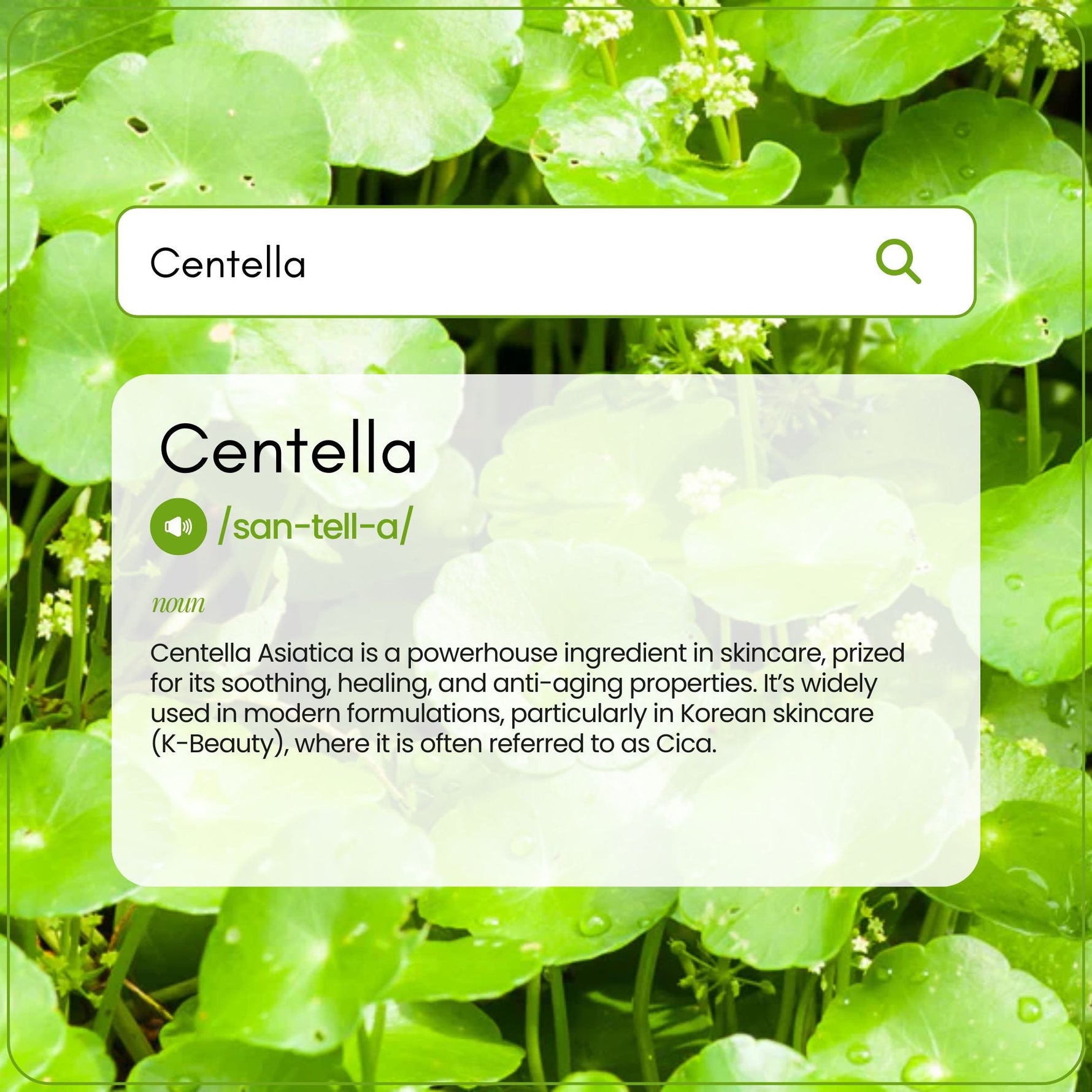Centella Asiatica in Skincare