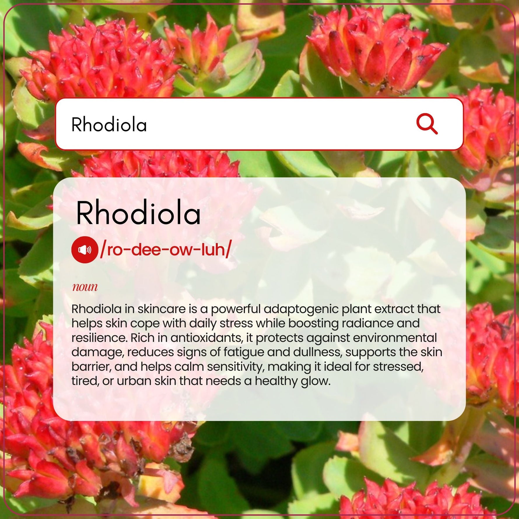 Rhodiola